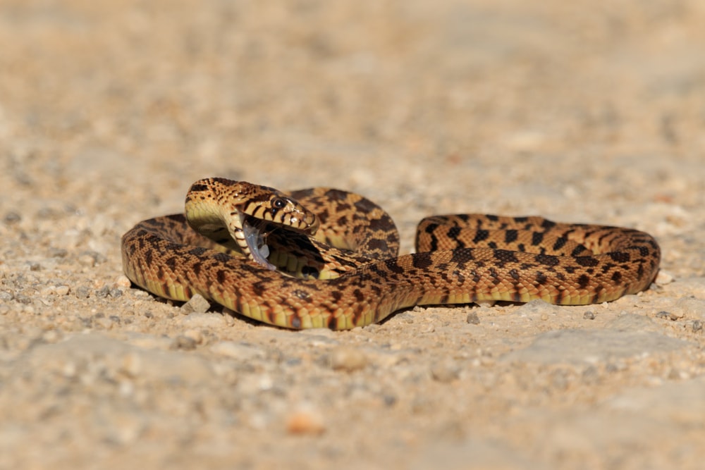image of a bullsnake with a mouth opened