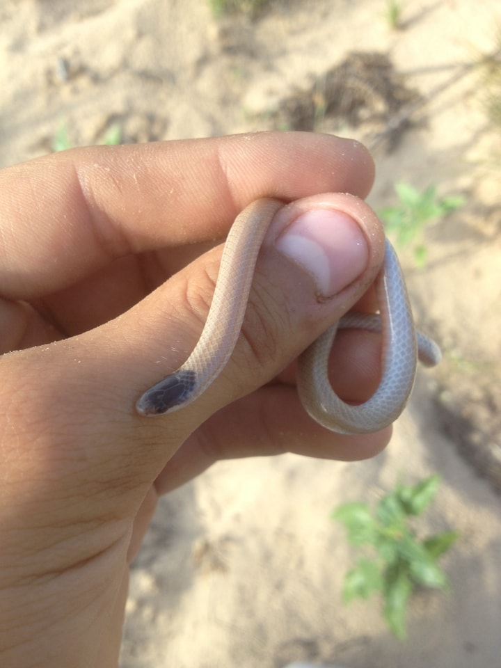 Plains black-headed snake held for scale