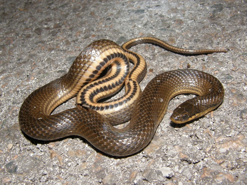 a Gulf crayfish snake on a rock