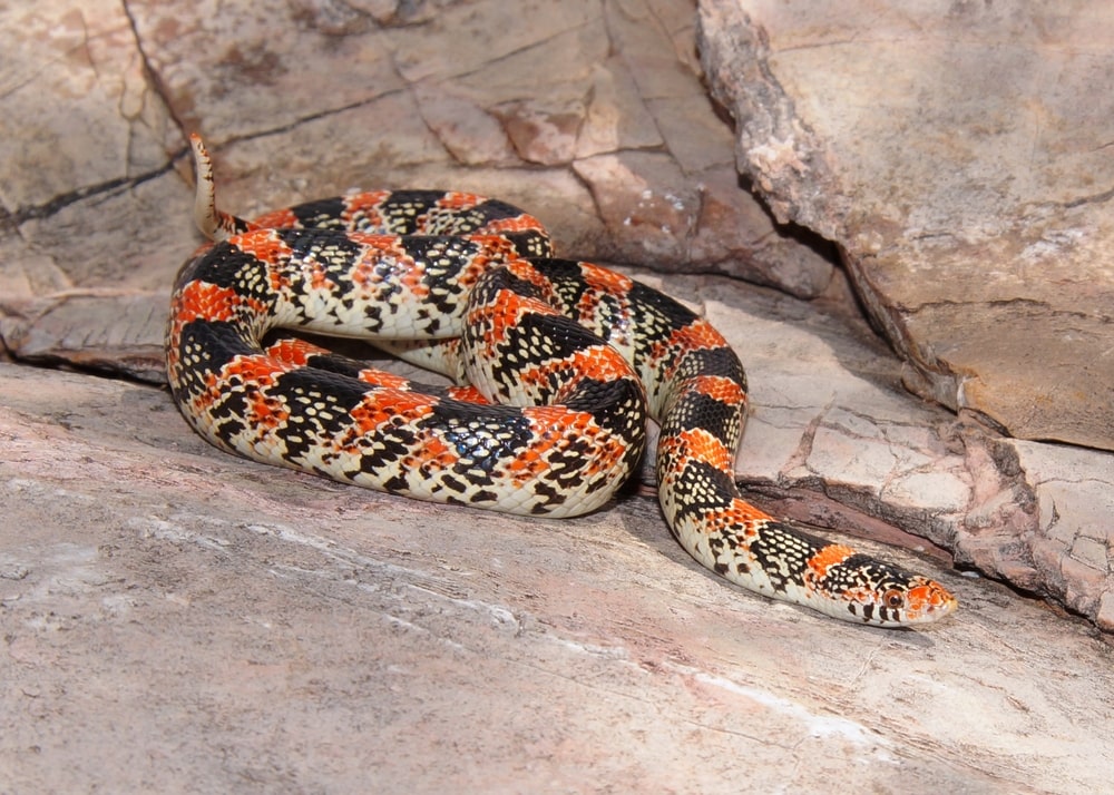 Long-nosed snake with red and black body bands