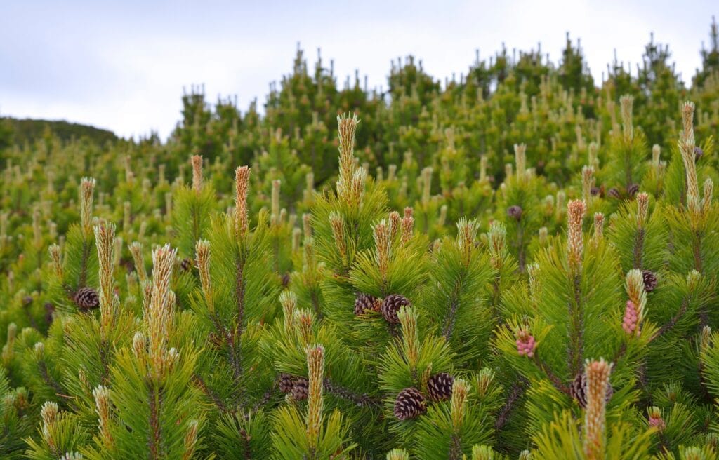 young and matured pine cones from a mugo pine tree
