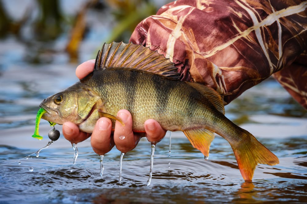 Man holding a fish caught by jigging