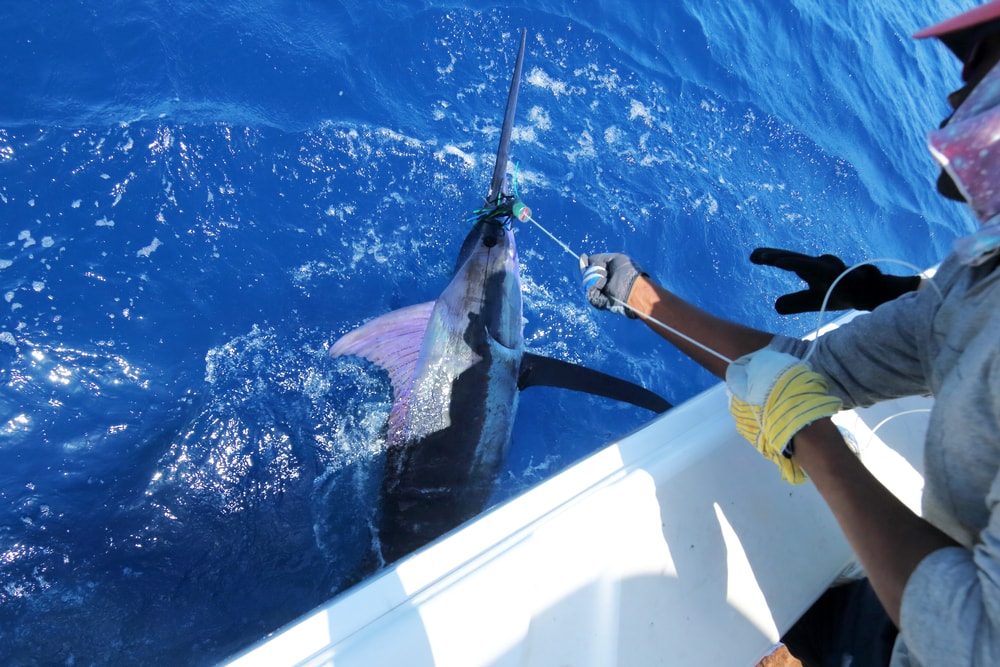 Big fish caught while big game fishing