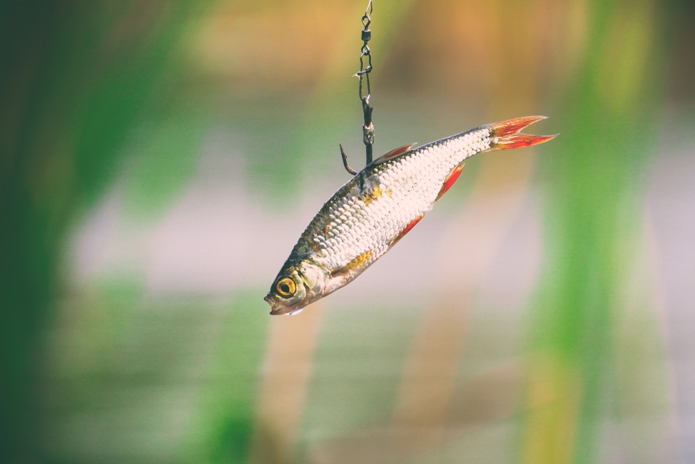 Fish used for dead baiting fishing