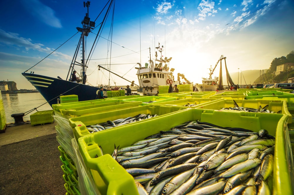 Fish collected on boat ports