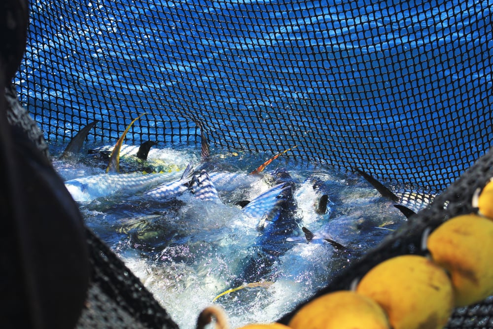 Purse seine full of tuna