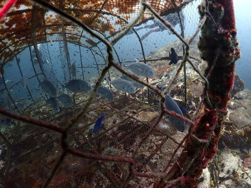 Fish trapped inside the cage