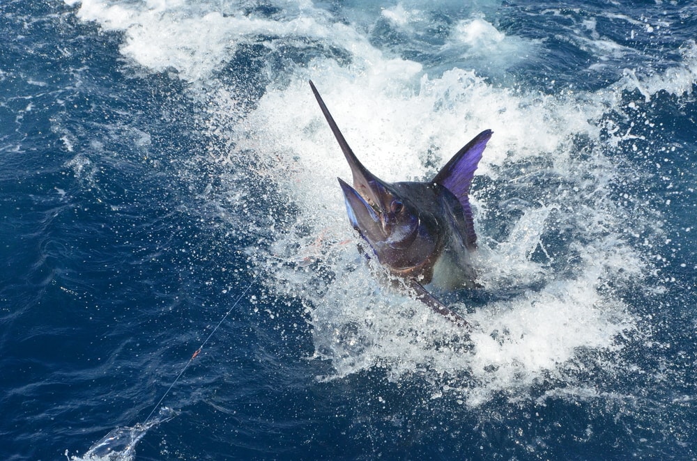 Huge fish caught in the middle of the ocean