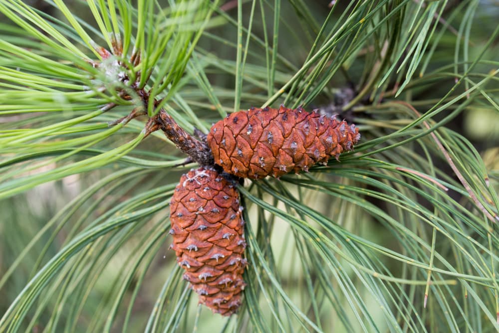 close up of two ponderosa pine cone and needles
