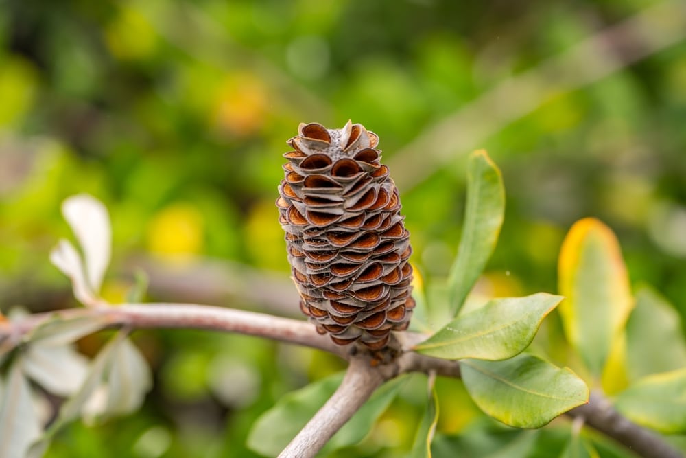 seed pod of a Coast banksia