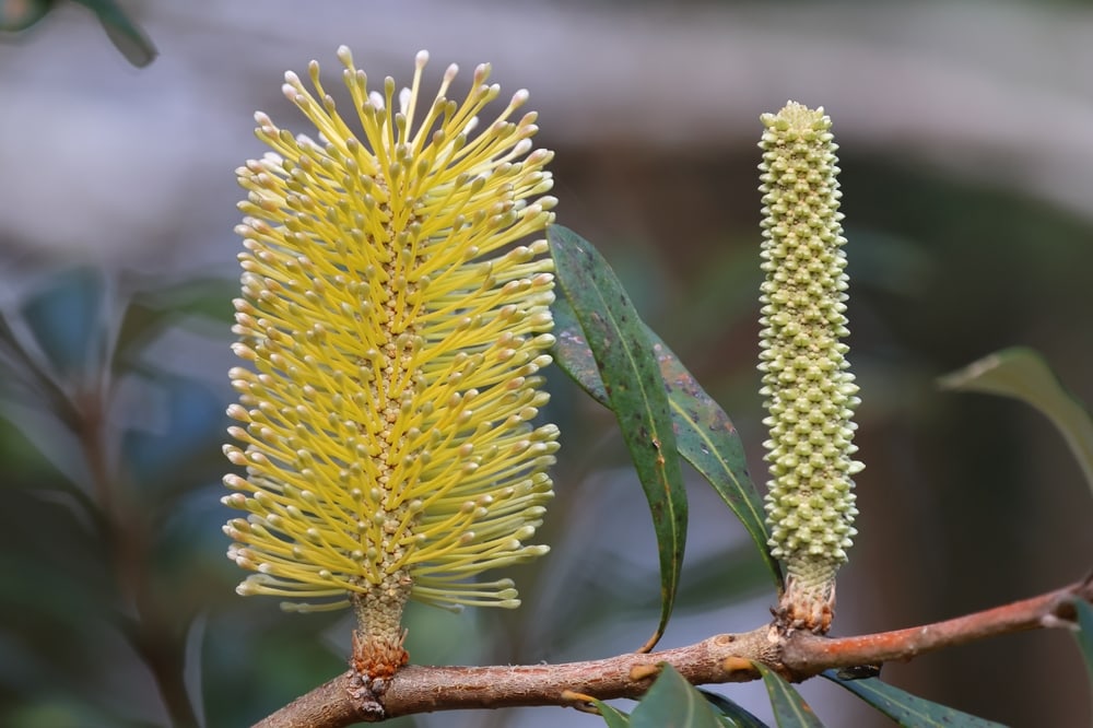 flower of a Australian banksia - Coast banksia (Banksia integrifolia) on a branch