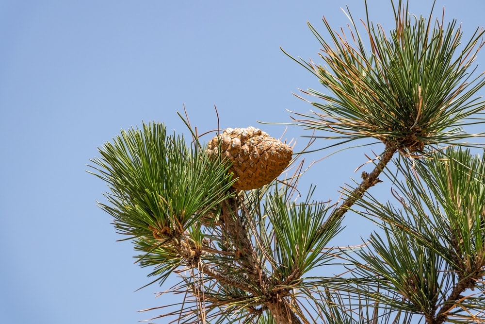 image pine cone on a Monterey pine tree