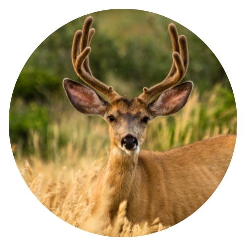 image of a mule deer in a grassland