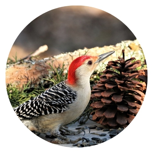 a woodpecker snacking on a pine cone