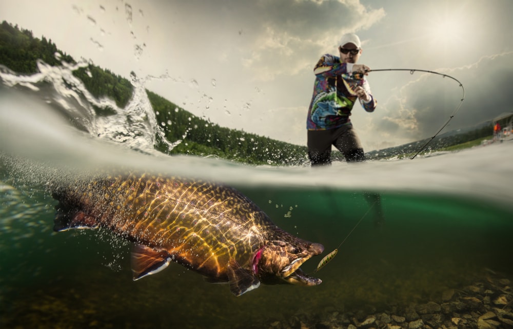 Trout caught by fly fishing