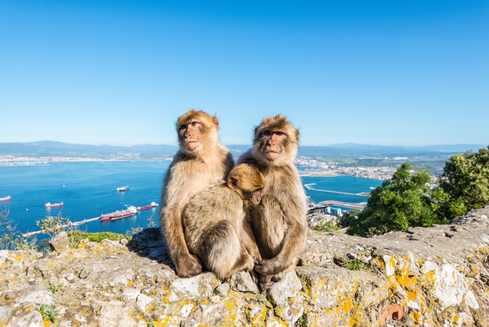 Barbary Macaques sitting on the edge of the lake