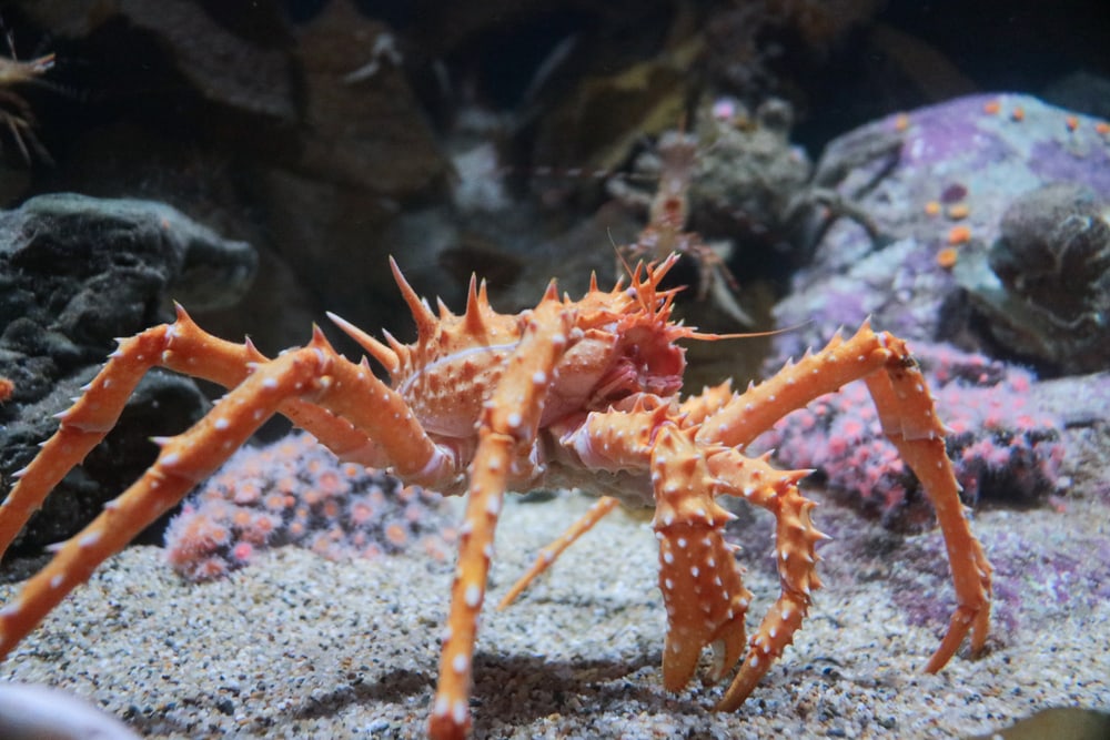 King crab waiting to be eaten by common octopus