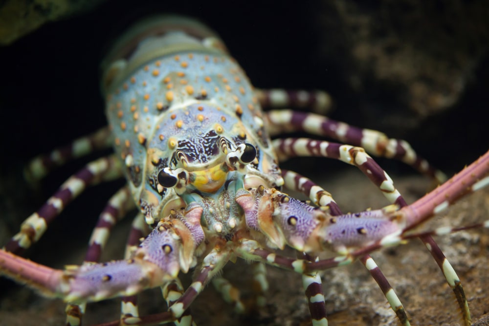 Caribbean Spiny Lobster looking at the camera