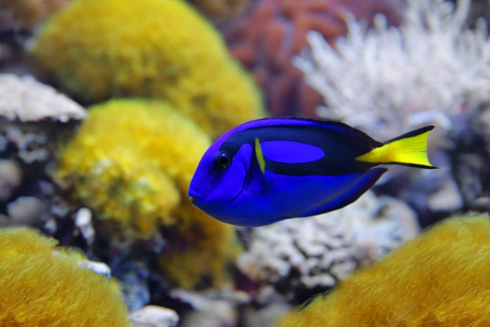Regal Blue Tang swimming on yellow corals