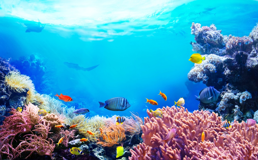Fish in the corals under the ocean