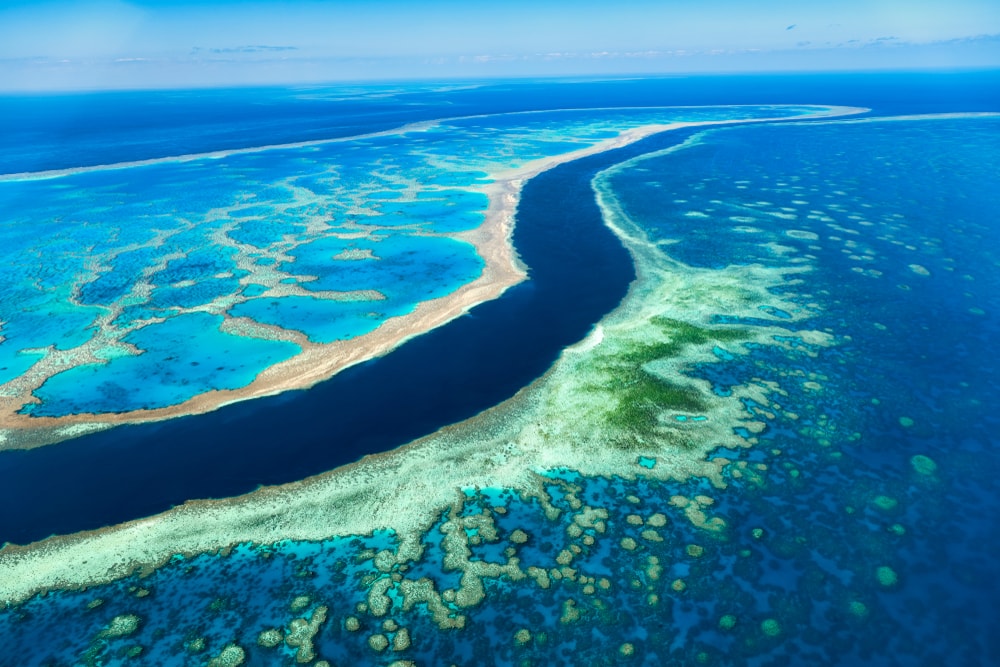Corals seen in an ocean 