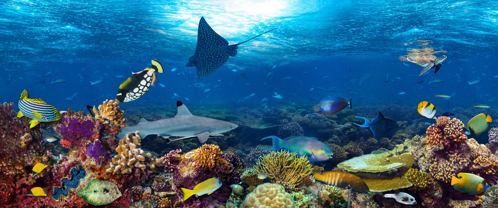 Different species swimming in the corals