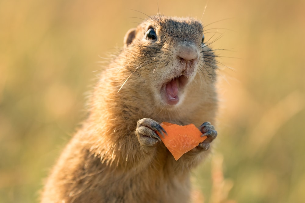 Cute squirrel eating a carrot in the field