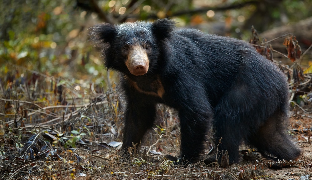 Cute Sloth Bear walking on burned plants
