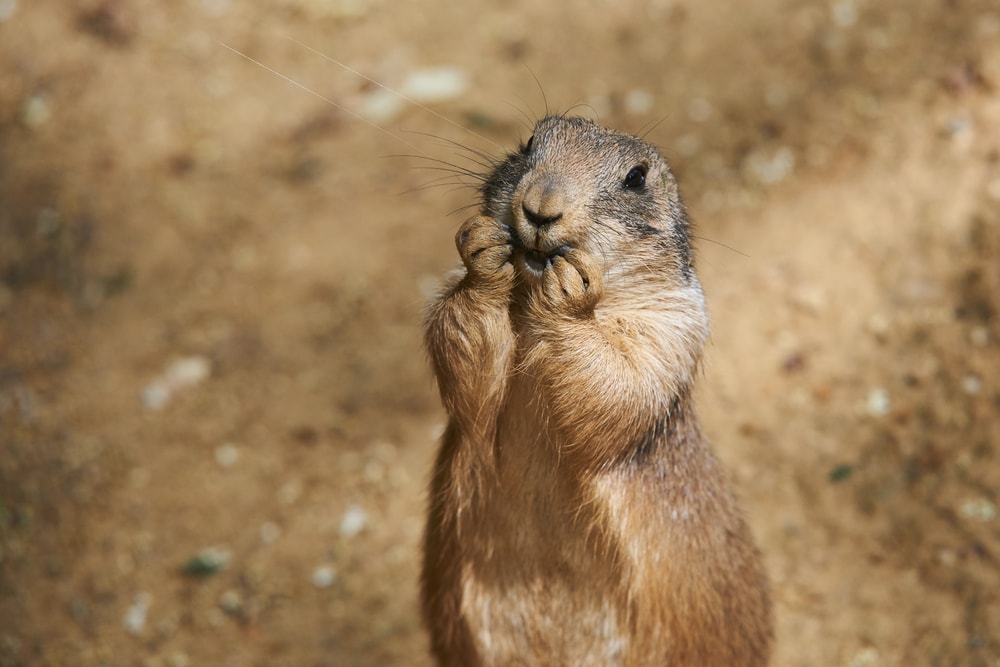Cute Prairie Dog making a cute face in the camera