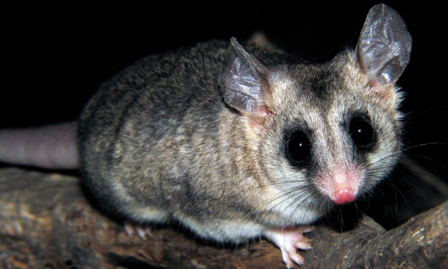 Cute Patagonian Opossum caught in the middle of the night