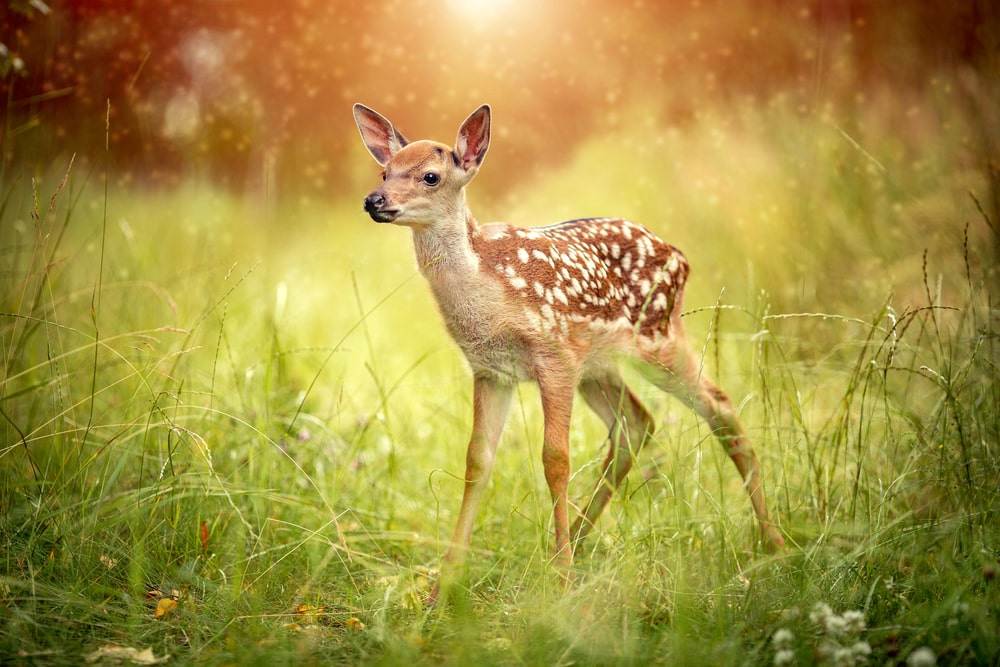 Cute mule deer in the middle of grasses and fireflies