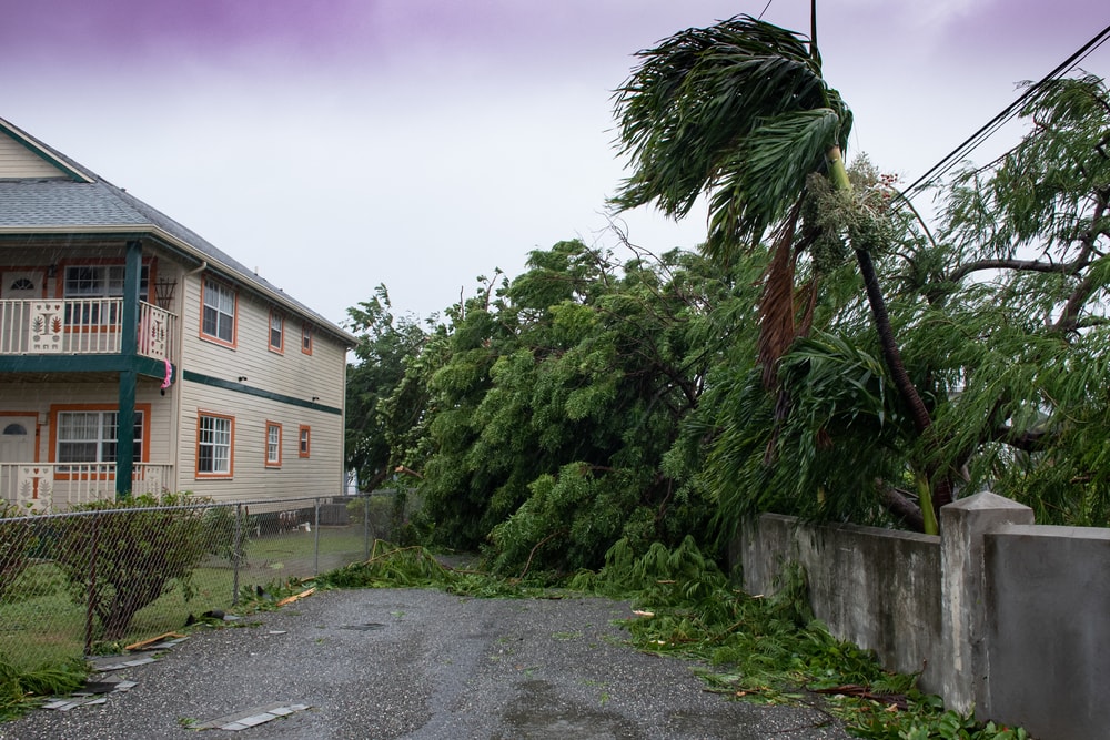 Trees knocked down because of hurricane