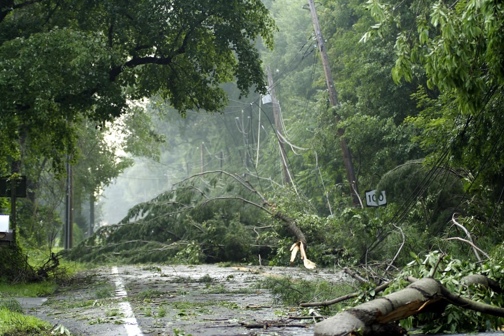 Trees fell down from a strong hurricane