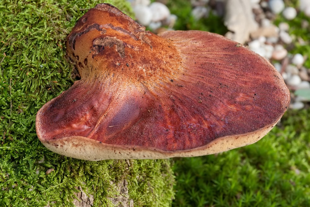 Beefsteak Mushroom - Fistulina hepatica attached on a tree