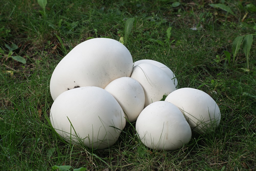 Giant Puffball - Langermannia / Calvatia gigantea laying on a green grass