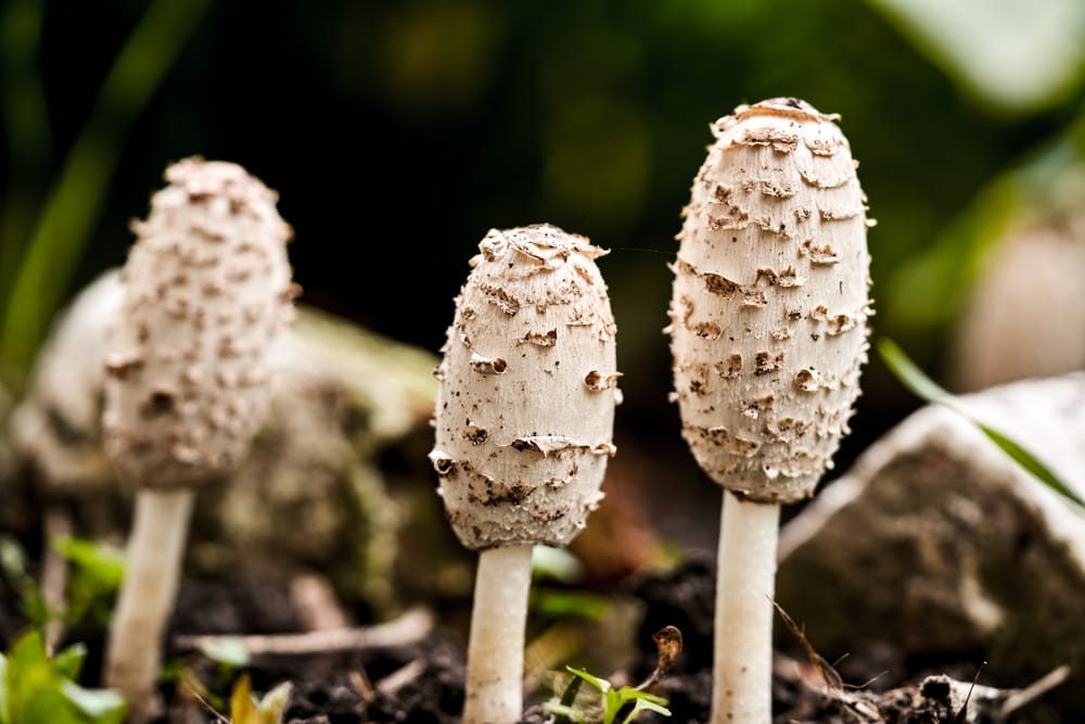 Three Shaggy Inkcap - Coprinus comatus growing with dry leaves surrounding it