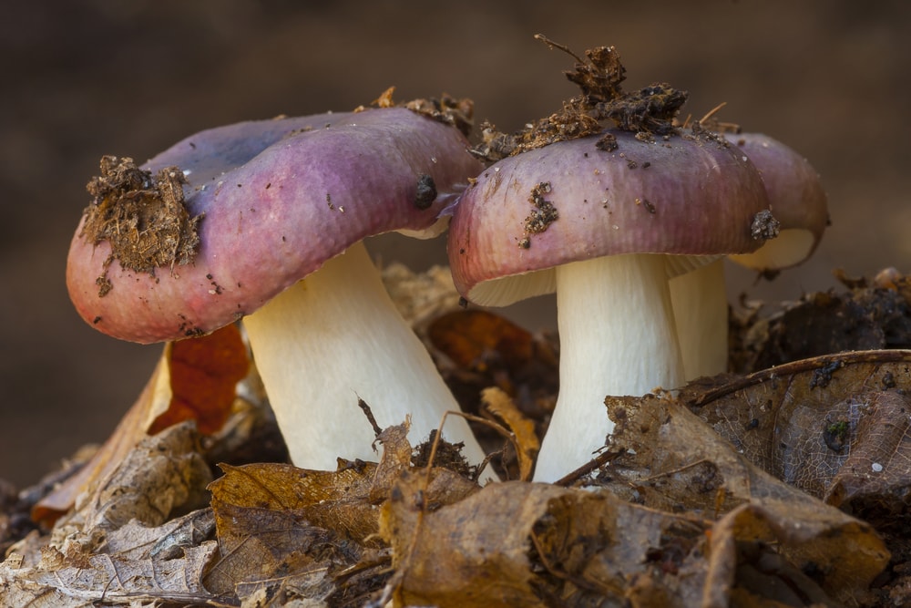 Charcoal Burner - Russula cyanoxantha with dry leaves on its head