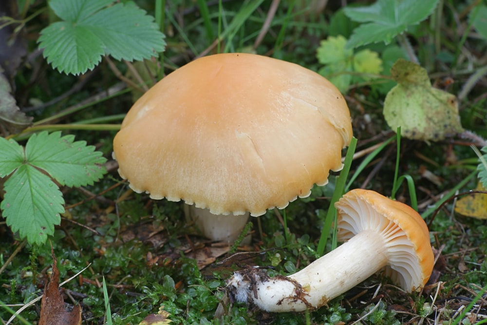 Meadow Wax Cap - Cuphophyllus pratensis hiding under a plant