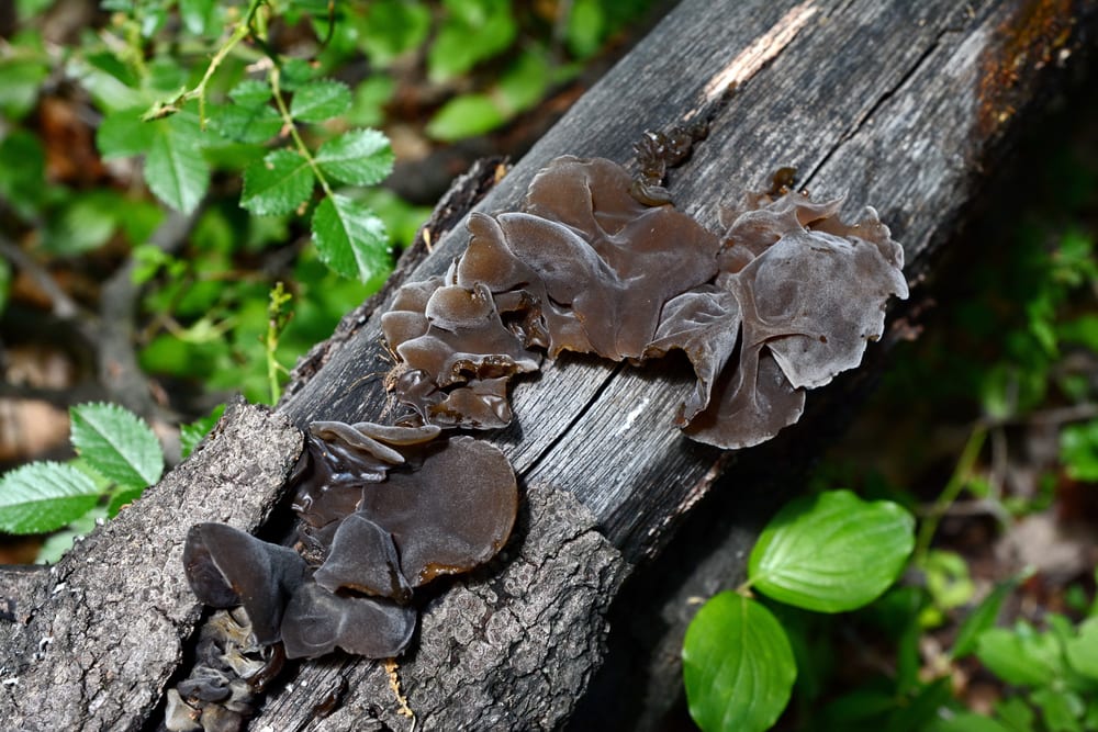 Wood Ear - Hirneola auriculae-judae growing on a tree