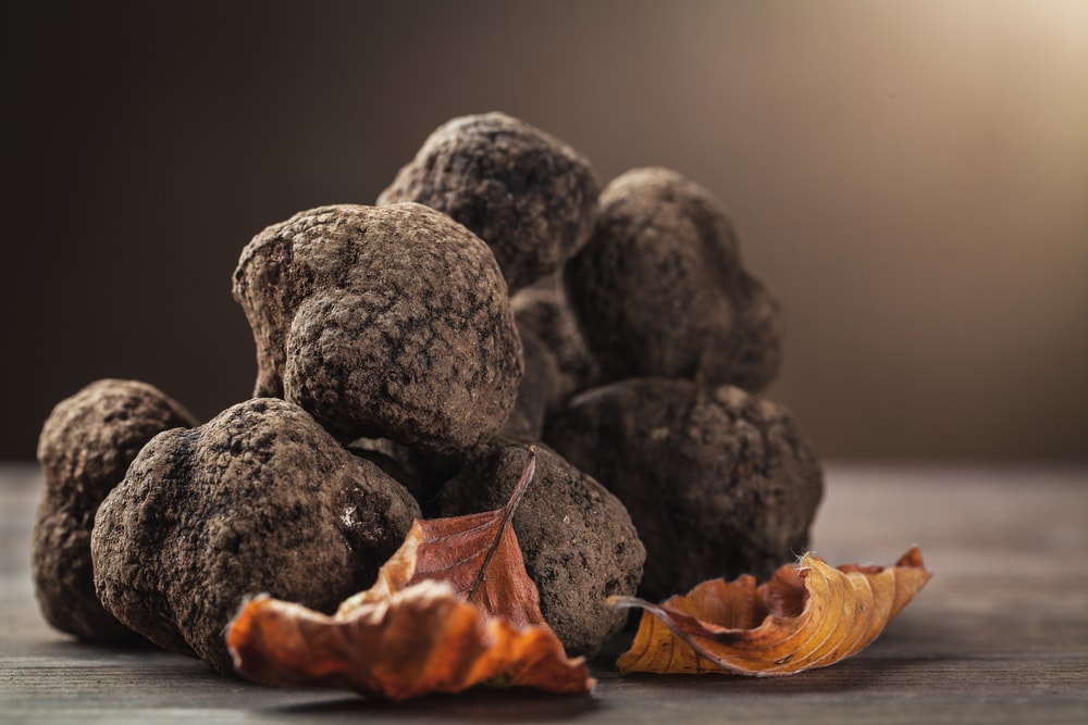 Black Truffle - Tuber melanosporum laying on a table