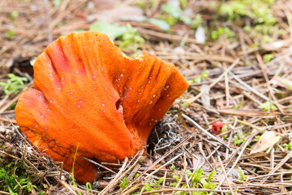 Lobster Fungus - Hypomyces lactifluorum laying on a dry sticks