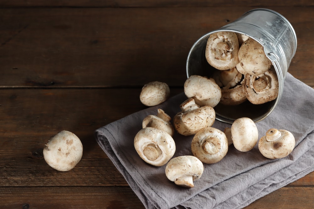 Cremini Mushroom - Agaricus bisporus fell down to a blanket