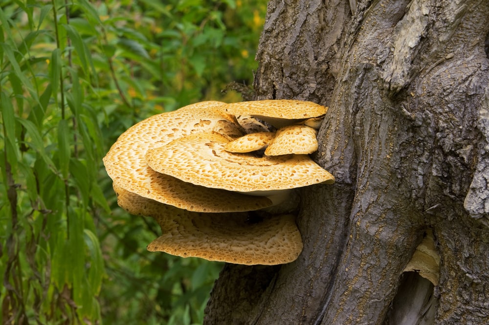 Dryad's Saddle - Cerioporus squamosus on side of a tree