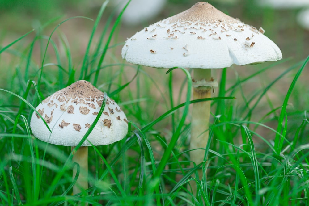 Field Parasol - Macrolepiota procera growing in green grass