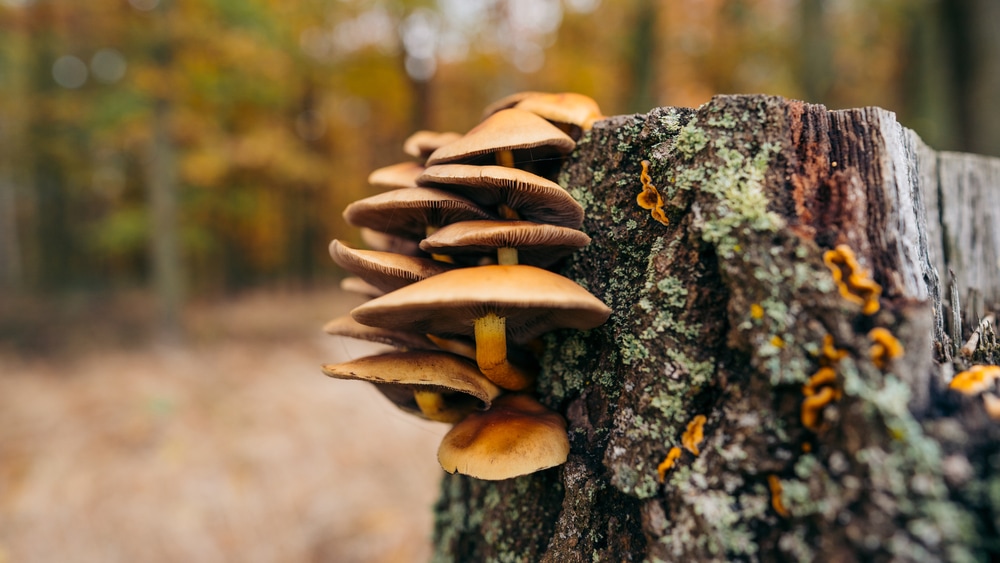 Gray Oyster Mushroom - Pleurotus ostreatus on top of a cut tree