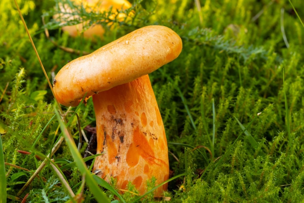 Red Pine Mushroom - Lactarius deliciosus growing on a garland leaves