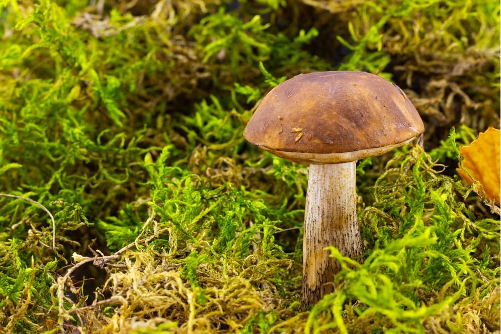 Podberezoviki/Brown Birch Bolete - Leccinum scabrum standing on a messy grass