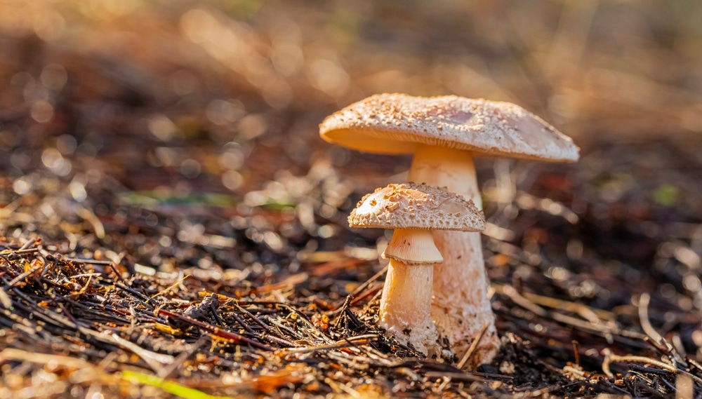 Two The Blusher - Amanita rubescens with one of them being small