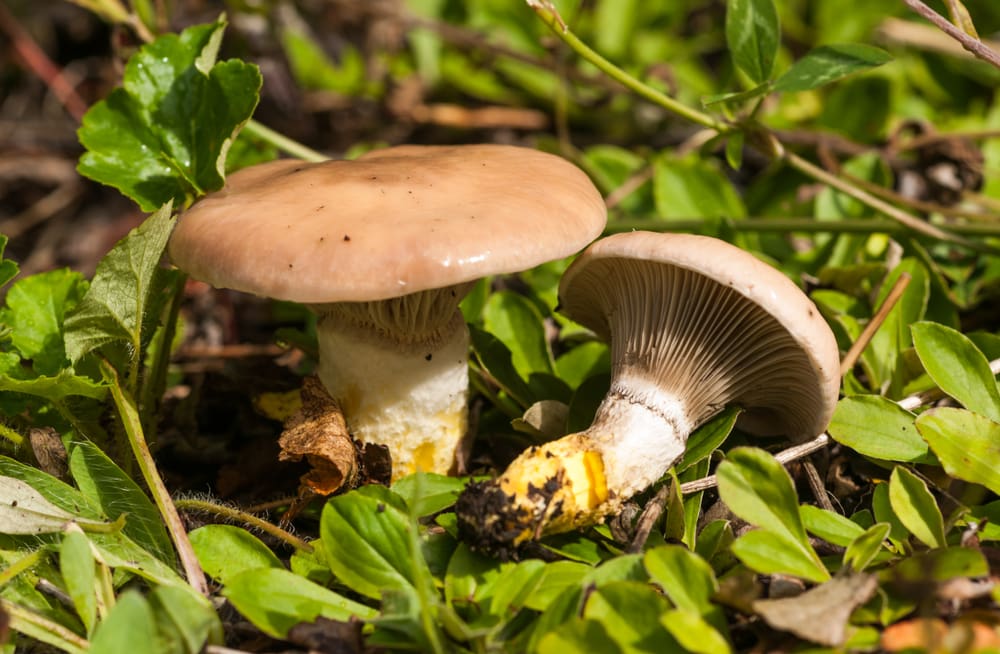 Glutinous Gomphidius - Gomphidius glutinosus with one laying on a plant