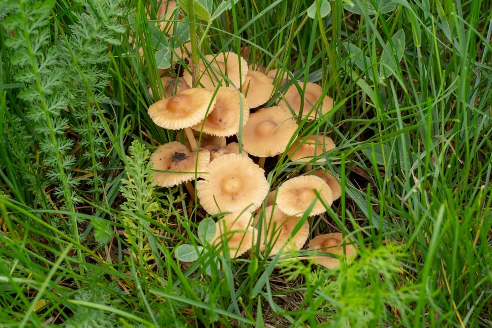 Fairy Ring Champignon - Marasmius oreades in the middle of the field